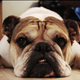 Illustration for article titled 369 Absolutely Adorable Pet Wallpapers